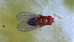 Adult vinegar fly, a spreader of sour rot bacteria and yeasts.