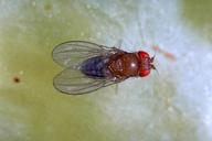 Vinegar fly adult