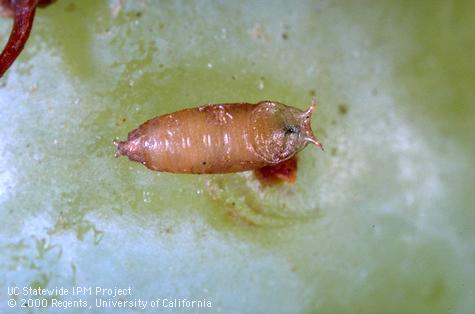 Pupa of a vinegar fly, or pomace fly, <i>Drosophila</i> sp.