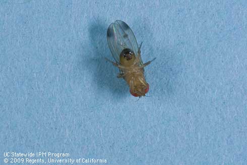 Adult male spotted wing drosophila, <i>Drosophila suzukii.</i>.