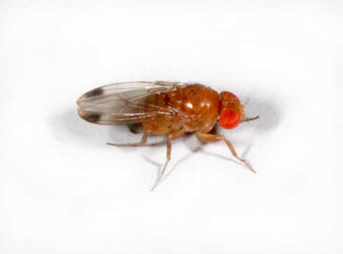 Adult male spotted wing drosophila, <I>Drosophila suzukii</I>, has a dark spot on each wing tip.