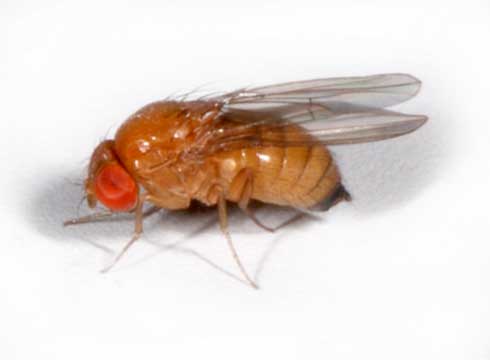 Adult female spotted wing drosophila, <I>Drosophila suzukii</I>.