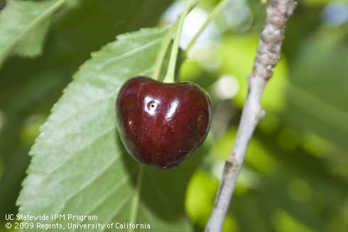 Ripe cherry on the tree with oviposition sites of spotted wing drosophila, <i>Drosophila suzukii.</i>.