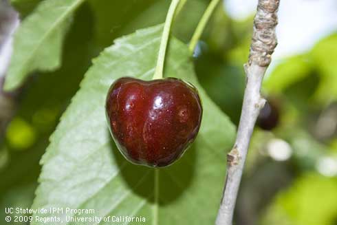 Ripe cherry on the tree with oviposition sites of spotted wing drosophila, <i>Drosophila suzukii.</i>.