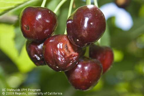 Cluster of cherries damaged by spotted wing drosophila, <i>Drosophila suzukii.</i>.