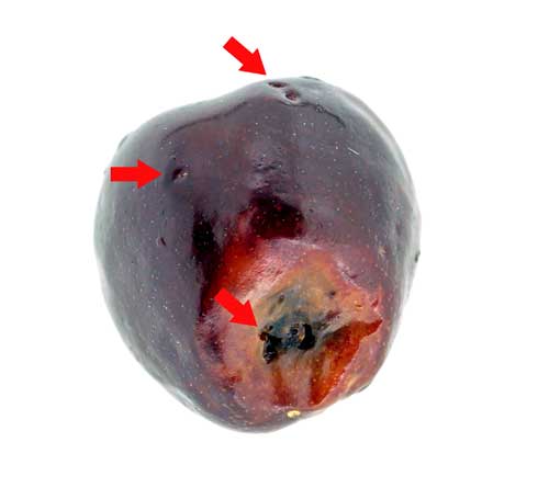 Arrows point to oviposition scars caused by spotted wing drosophila, <I>Drosophila suzukii</I>. Secondary damage to lower portion of fruit caused by sap beetles.