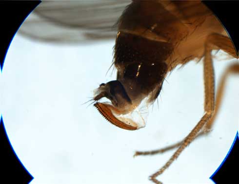 Ovipositor of female spotted wing drosophila, <I>Drosophila suzukii</I>. 