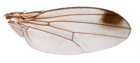 Close up of  the wing of a male spotted wing drosophila<I>Drosophila suzukii</I>.