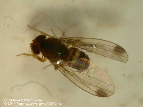 Adult spotted wing drosophila, <i>Drosophila suzukii.</i> Spotted wing drosophila gets its name from the spot on each wing of the males.