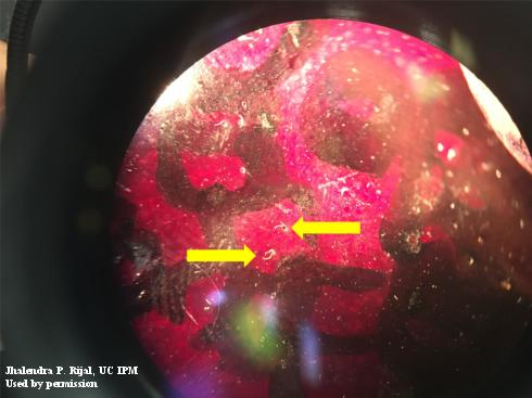 The breathing tubes of the spotted-wing drosophila, <i>Drosophila suzukii</i>, eggs  can be seen on the fruit surface when inspected using a dissecting microscope or hand lens.