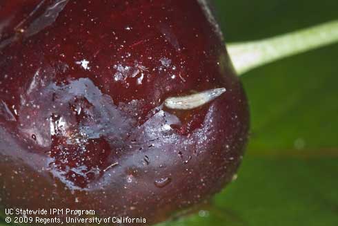 Larva of spotted wing drosophila, <i>Drosophila suzukii.</i>.