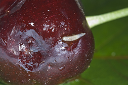 Larva exiting a damaged cherry