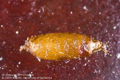 Pupa of spotted wing drosophila, <i>Drosophila suzukii.</i>.