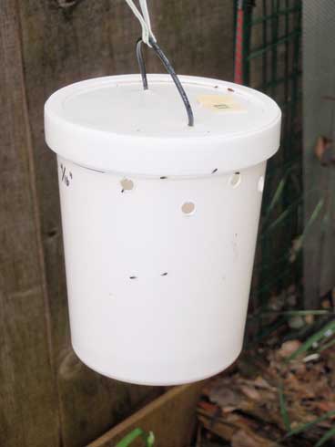 Bait trap for spotted winged drosophila, <i>Drosophila suzukii.</i>.