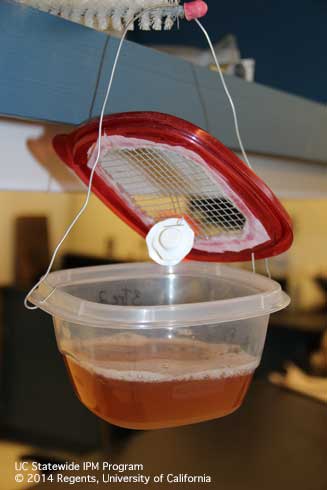 Homemade bucket trap for spotted wing drosophila, <i>Drosophila suzukii,</i> baited with apple cider vinegar.