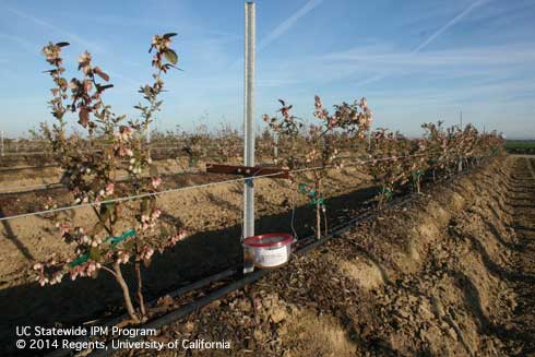 Place bucket traps for spotted wing drosophila, <i>Drosophila suzukii,</i> low in the blueberry canopy.