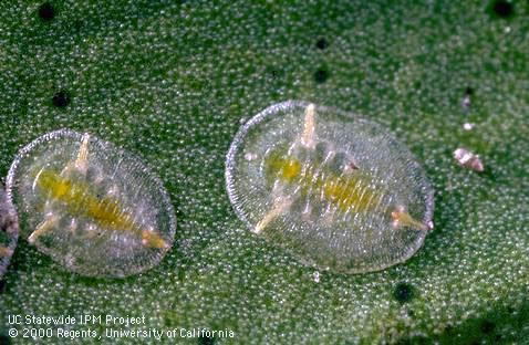 Pupa of citrus whitefly.