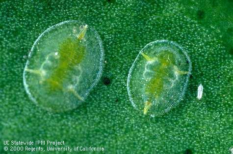 Pupa of citrus whitefly.