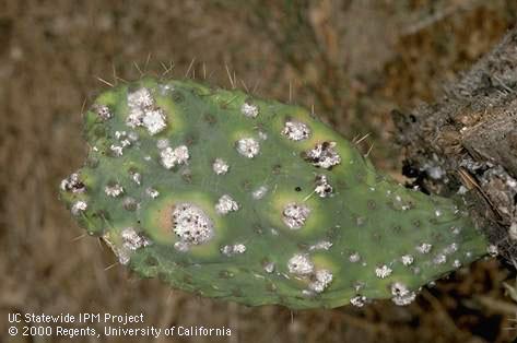 Adult cochineal insect.