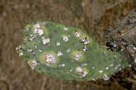 cochineal scale