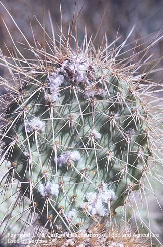 Adult female California cochineal scales, Dactylopius confusus.