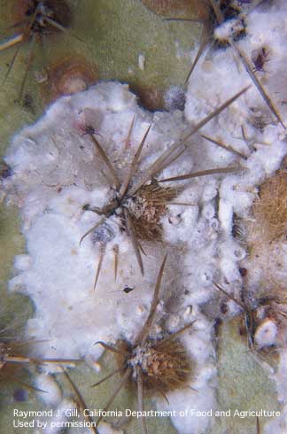 Adult female California cochineal scales, <i>Dactylopius confusus,</i> on beavertail cactus.