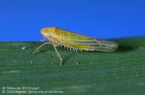 An adult female leafhopper, subfamily Deltocephalinae.