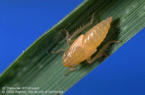 Leafhopper nymph, subfamily Deltocephalinae.