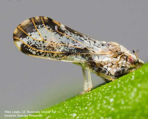 Adult Asian citrus psyllid, <i>Diaphorina citri</i>.