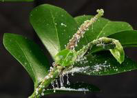 Asian citrus psyllid eggs