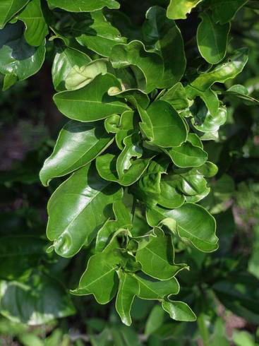 Curled, distorted citrus leaves from an infestation of Asian citrus psyllid, <I>Diaphorina citri.</I> .