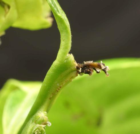 Burnt flush tip caused by the feeding of Asian citrus psyllid, <I>Diaphorina citri.</I>.