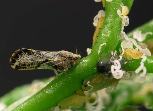 Brownish adult, yellow nymphs, and white wax of Asian citrus psyllids, <i>Diaphorina citri</i> Kuwayama.