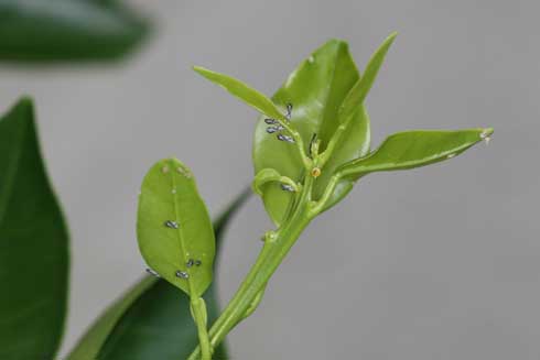 Adults and nymphs of Asian citrus psyllid, <i>Diaphorina citri</i> Kuwayama, attacking young growth on citrus.