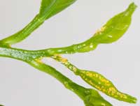 Yellowish nymphs of Asian citrus psyllid with red eyes and white waxy tubules.