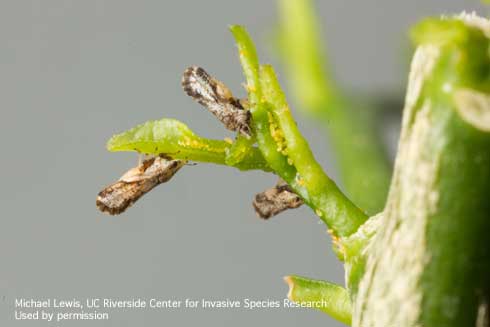 Adults and eggs of the Asian citrus psyllid, <i>Diaphorina citri</i>.