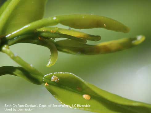 Asian citrus psyllid, <i>Diaphorina citri</i>, nymphs on young citrus leaves.