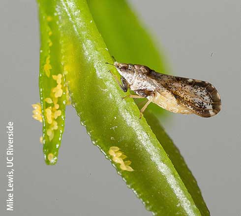 Adult and eggs of Asian citrus psyllid, <i>Diaphorina citri</i>.