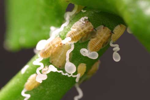 Yellowish nymphs with red eyes and white waxy tubules of Asian citrus psyllid, <i>Diaphorina citri</i> Kuwayama.