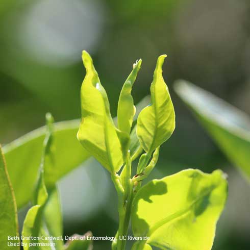 Nymphs of the Asian citrus psyllid, <i>Diaphorina citri</i>, causing twisting damage on new leaf growth.