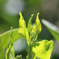 Young citrus leaves twist as the ACP nymphs feed and grow.