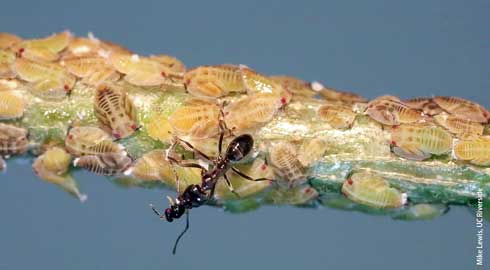 A worker Argentine ant, <i>Linepithema humile</i>, that has captured an adult parasitic wasp, <i>Tamarixia radiata</i>, that it will kill to protect nymphs of Asian citrus psyllid, <i>Diaphorina citri</i>, that secrete waxy white honeydew on which ants feed.