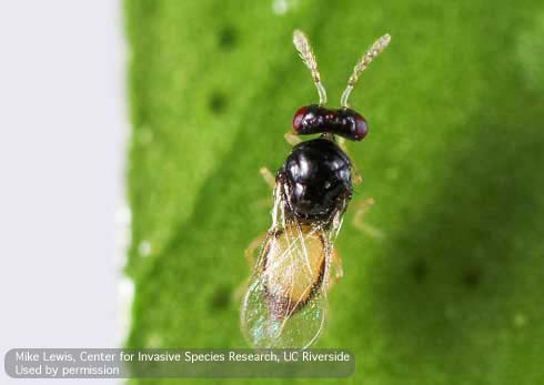 Adult Tamarixia radiata wasp.