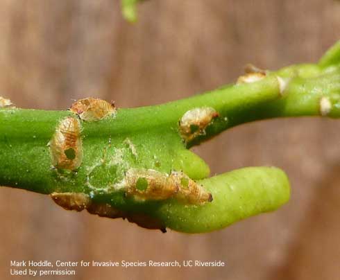 Mummified Asian citrus psyllids, <i>Diaphorina citri</i>, with exit holes of a parasitic wasp, <i>Tamarixia radiata</i>.