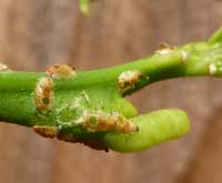 Asian citrus psyllid mummies caused by Tamarixia radiata parasitism.