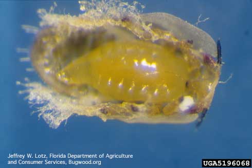 Last instar Tamarixia radiata exposed inside a nymph of Asian citrus psyllid, Diaphorina citri, it killed.