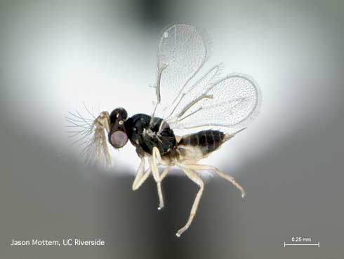 Adult male wasp, <i>Tamarixia radiata</i>, a parasite of nymphs of Asian citrus psyllid, <i>Diaphorina citri</i>.