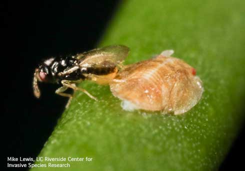 Adult female Tamarixia radiata wasp laying her egg beneath a nymph of Asian citrus psyllid, Diaphorina citri.