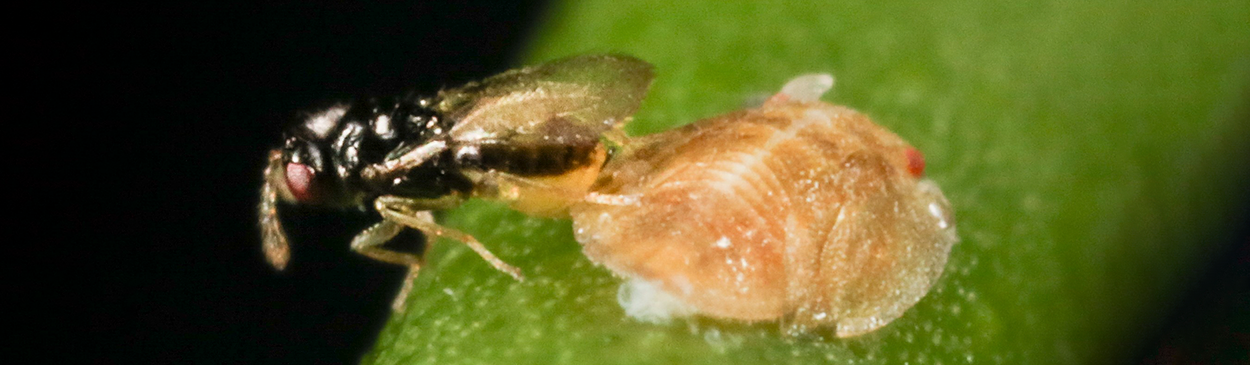 An adult female wasp, Tamarixia radiata, laying her egg underneath a nymph of Asian citrus psyllid, Diaphorina citri.