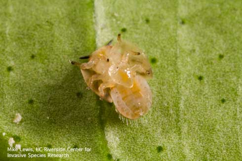 Underside of a nymph of Asian citrus psyllid, Diaphorina citri, with an arrow pointing to an egg of Tamarixia radiata.